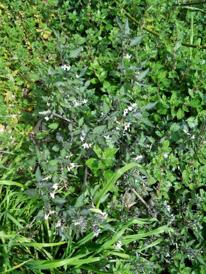 Fiore bianco 2 - Solanum sp.